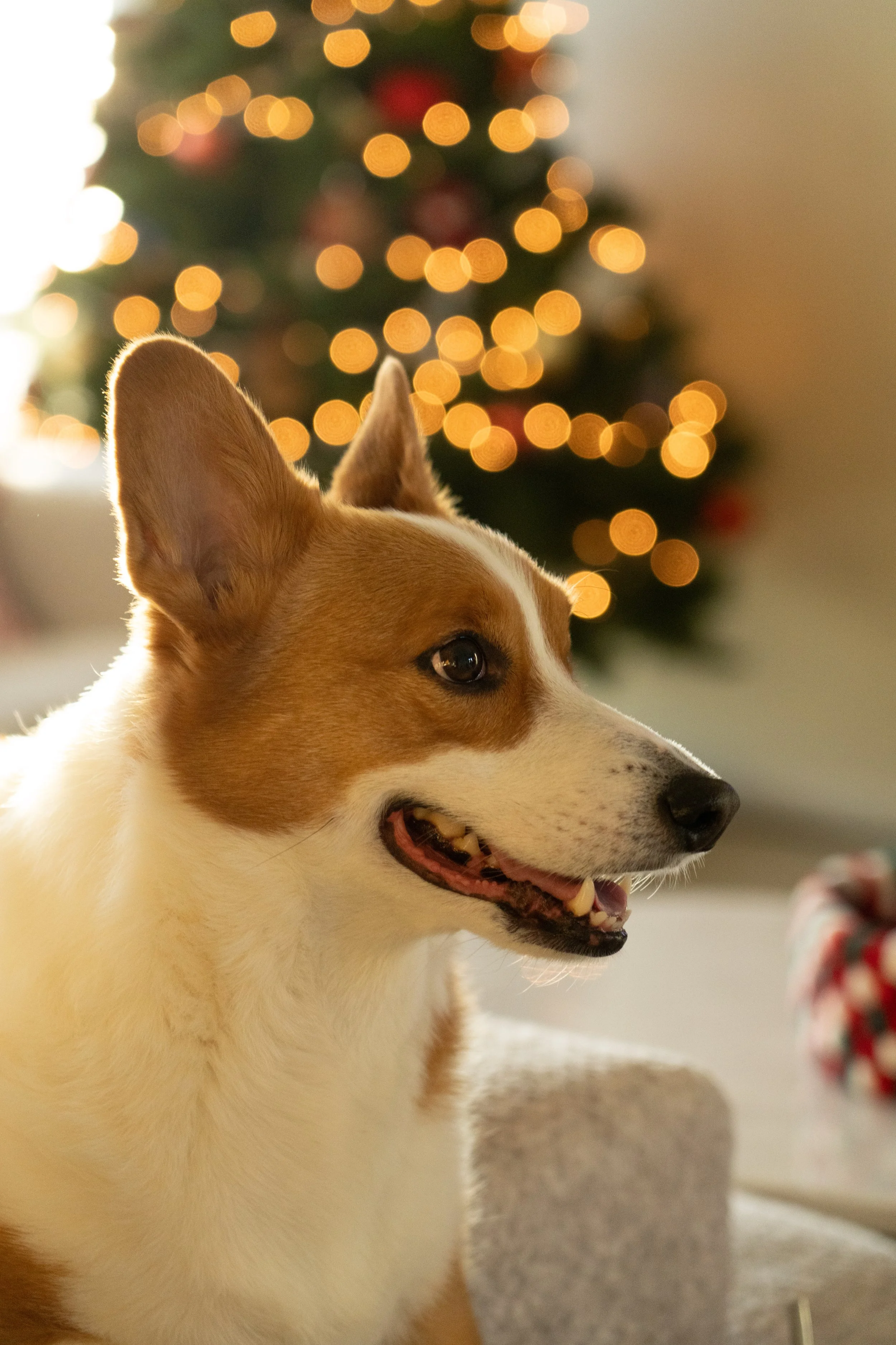 20251122_Bren Fernando Silva Family-01717.jpg