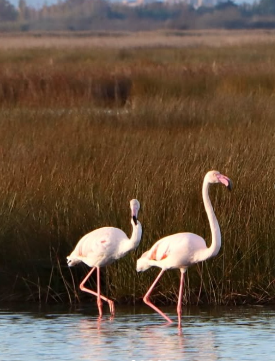 Flamingoes.png