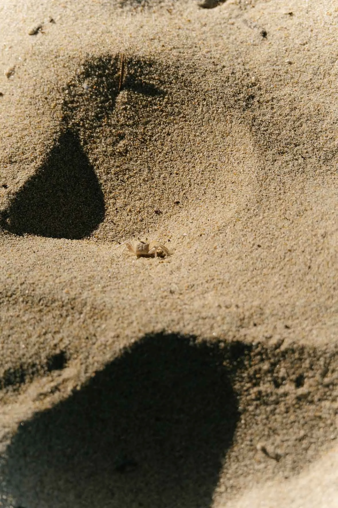 DSC_0203.jpg
