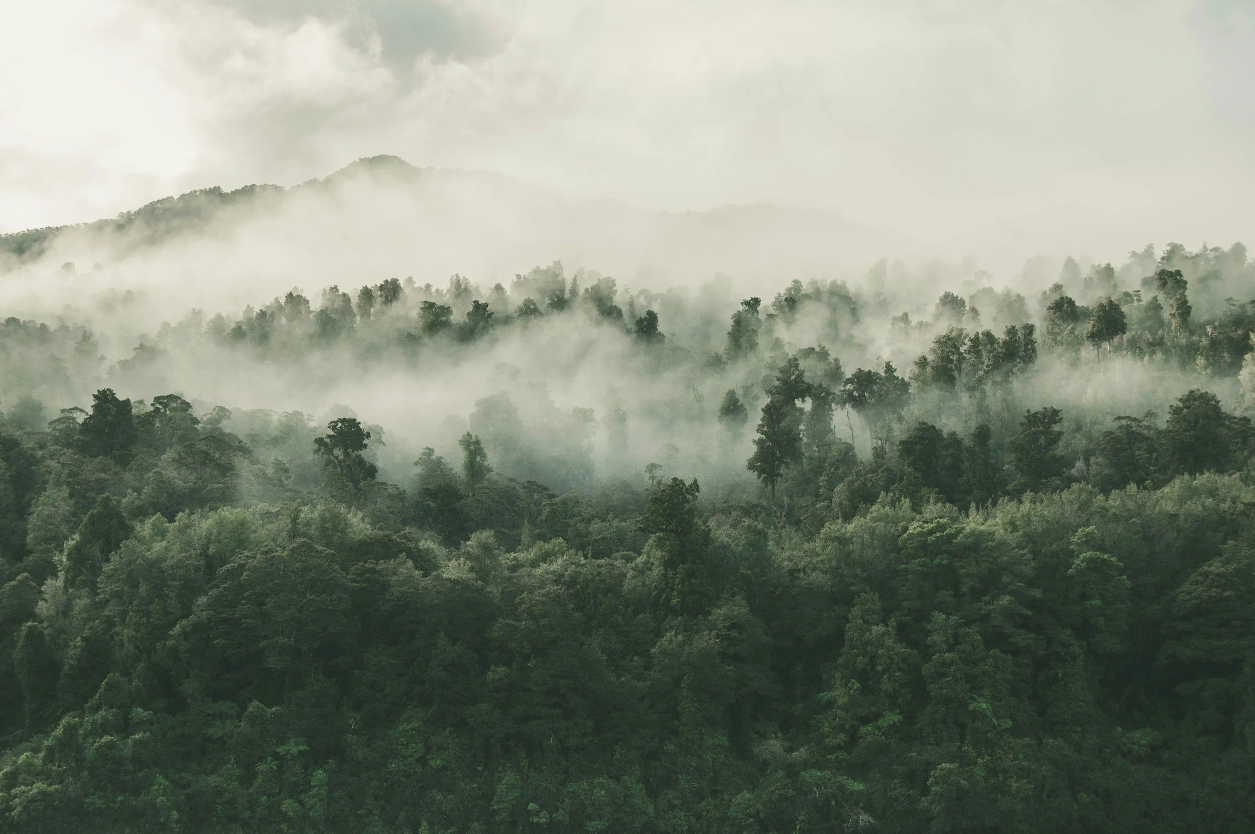 A dense rainforest with layered trees, shrouded in mist or fog, with mountain slopes in the background.