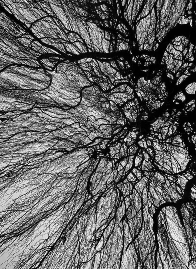 Silhouette of leafless tree branches against a gray sky