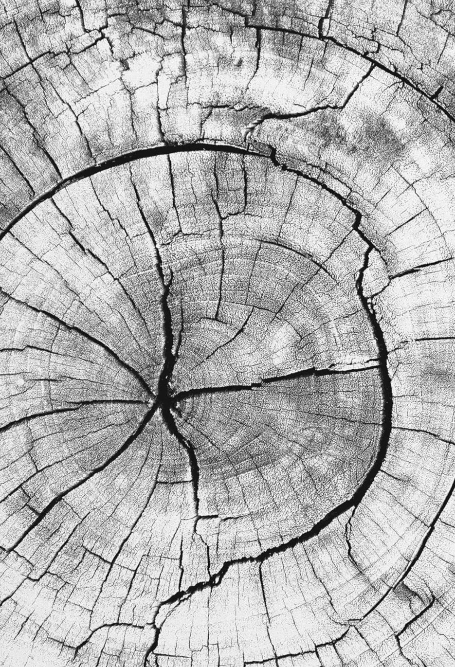 Close-up of a weathered, cracked tree trunk cross-section, showing growth rings.