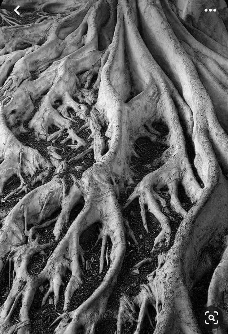 Close-up of gnarled tree roots emerging from the ground.