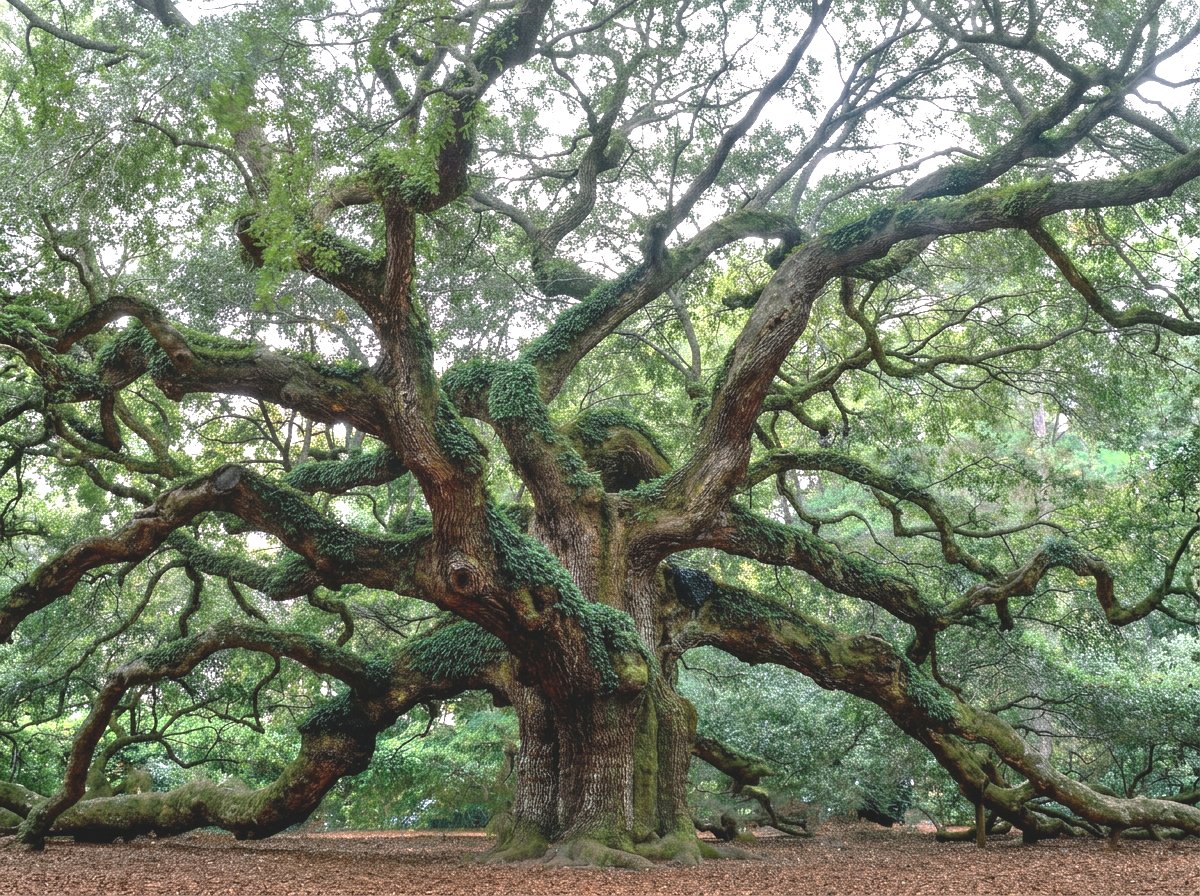 Large, ancient tree with sprawling, twisting branches and a thick trunk in a forested area.