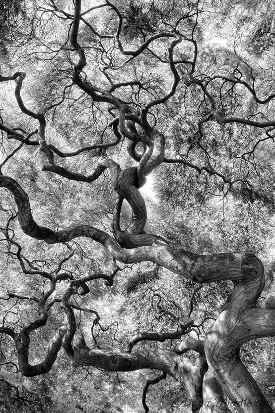 Black and white photograph of a large, twisting tree with intricate, curly branches extending outward in various directions.