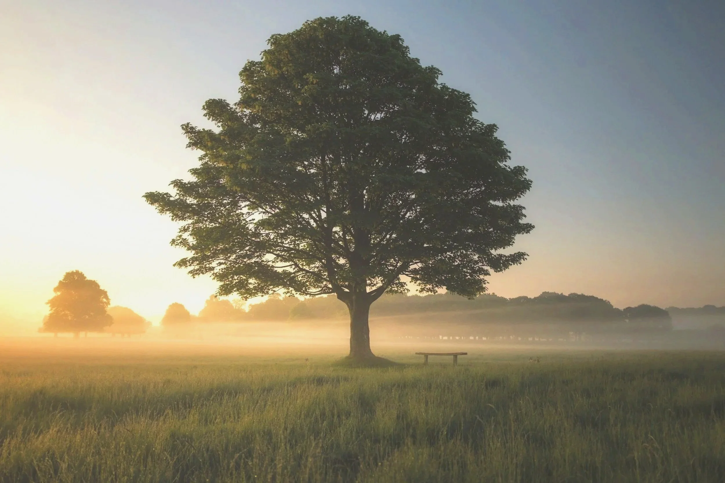 A single large tree stands in a field during sunrise, with the sun partially visible on the horizon, casting a warm glow over the landscape. Smaller trees are seen in the distance, and there is a bench near the tree in the foreground.