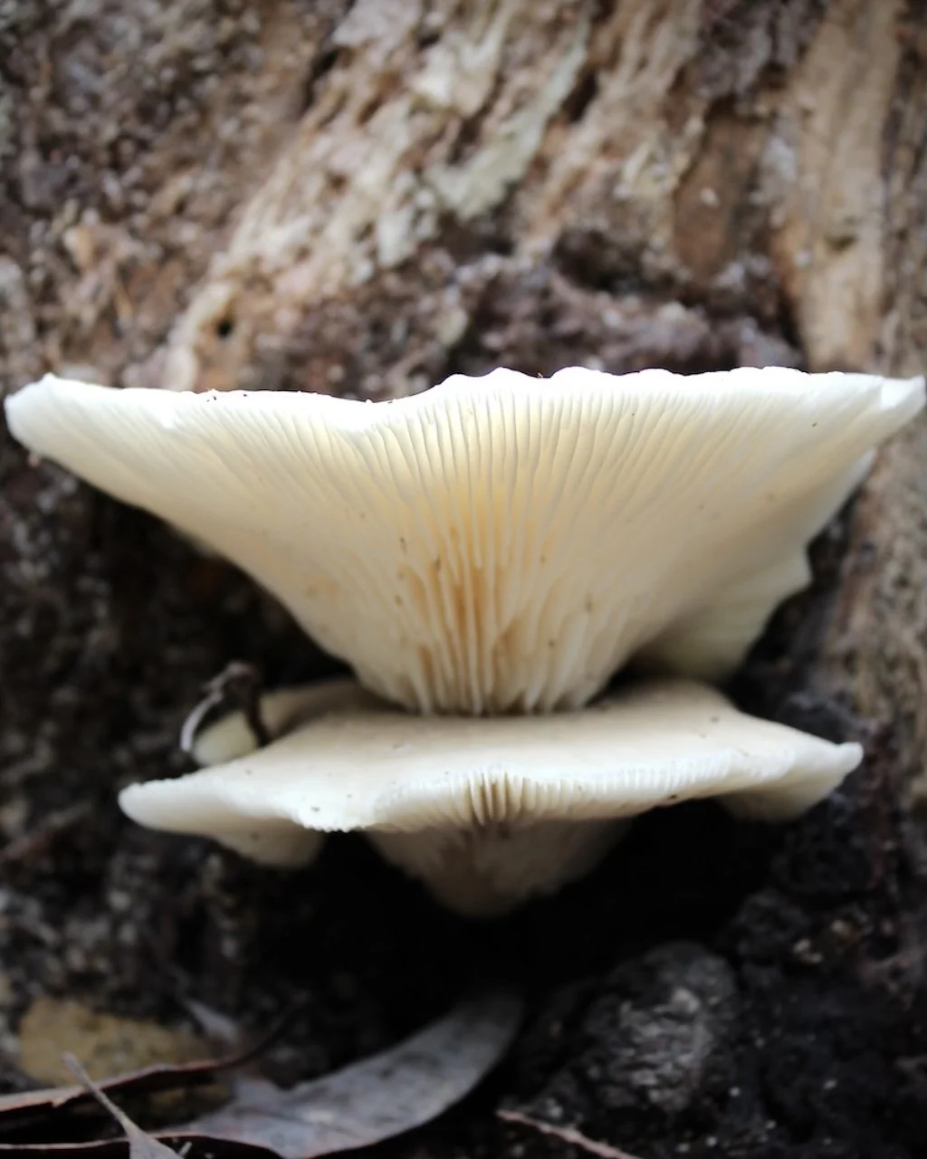 Ghost fungi photo print