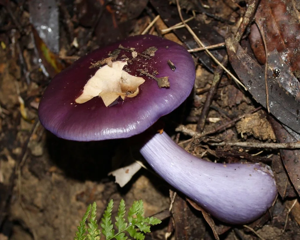 Purple emperor photo print