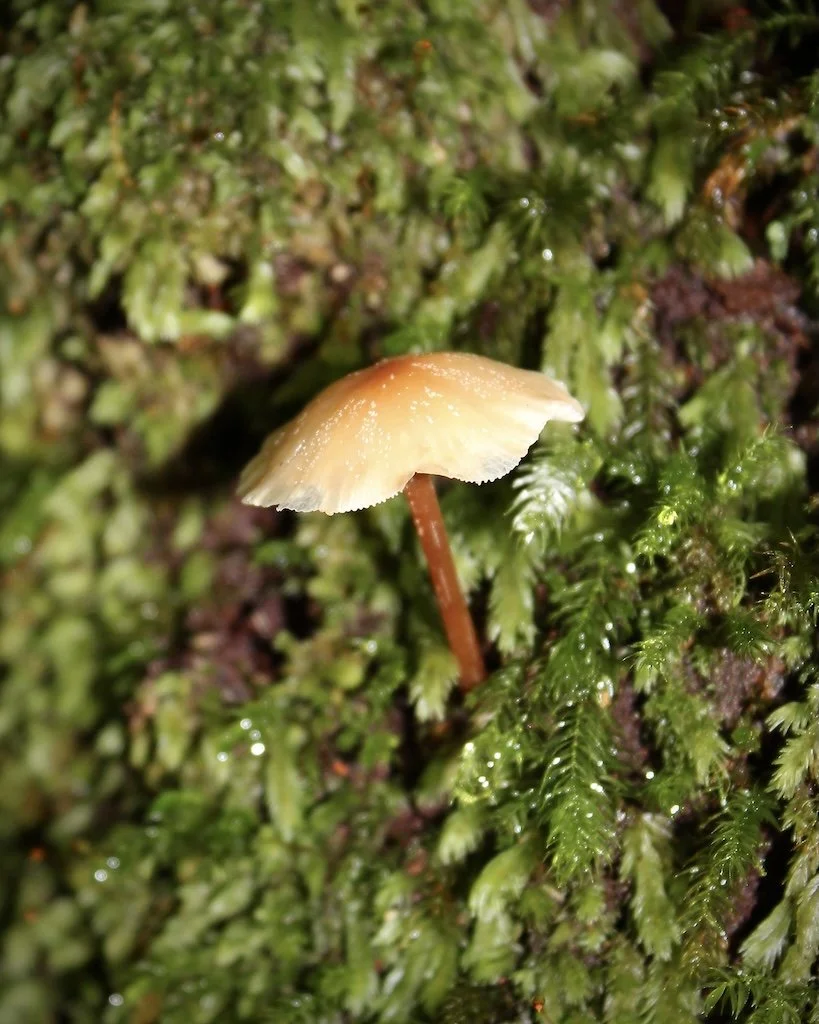 Mossy fungi photo print