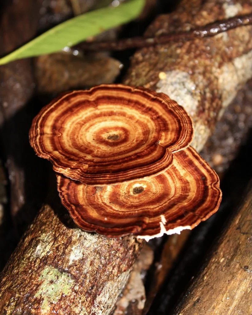 Disc fungi photo print