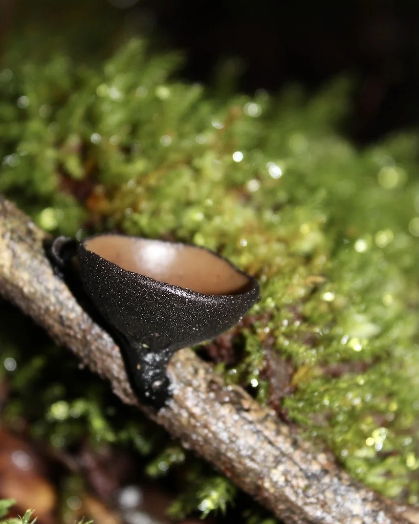 Cup fungi photo print