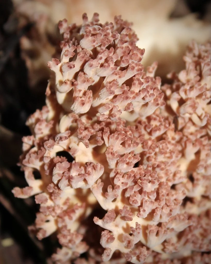 Coral fungi photo print