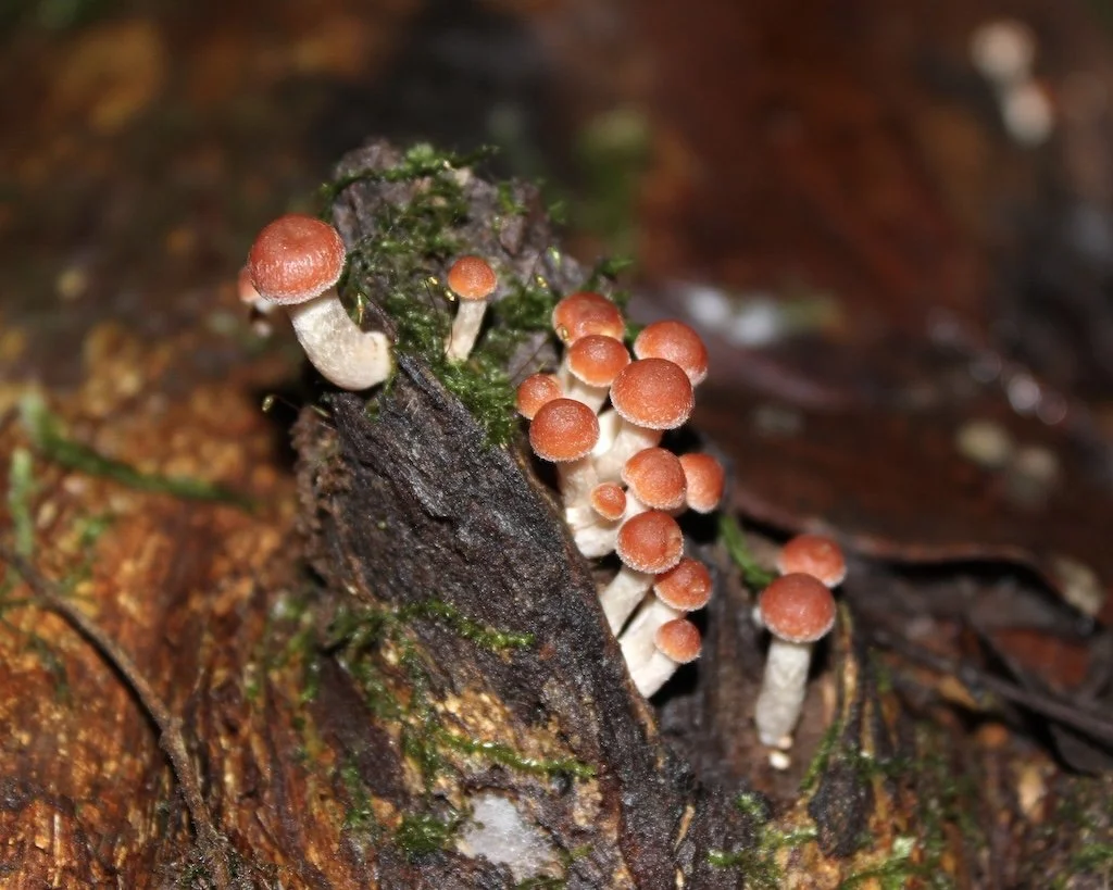 Mini red fungi photo print