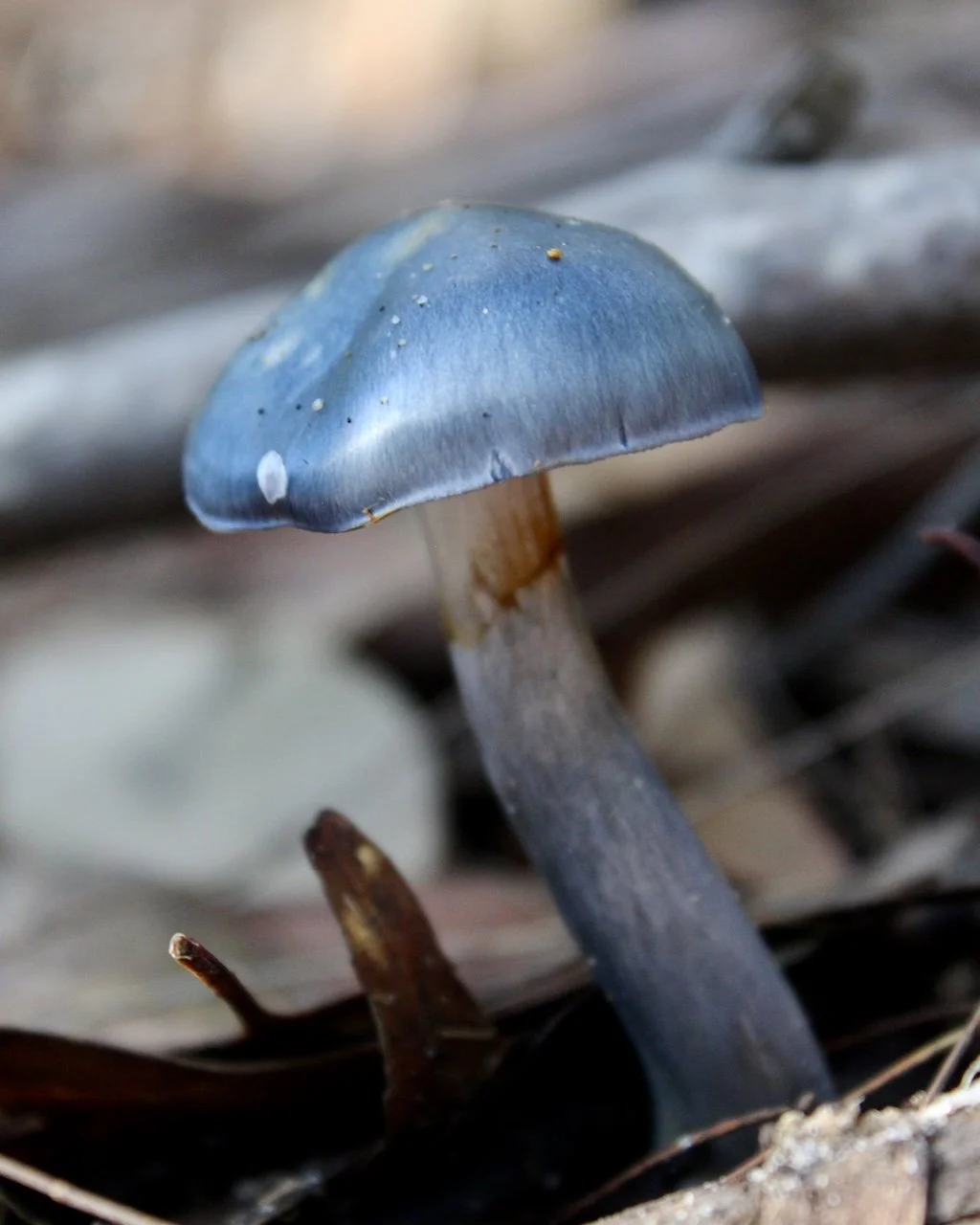 Blue fungi photo print
