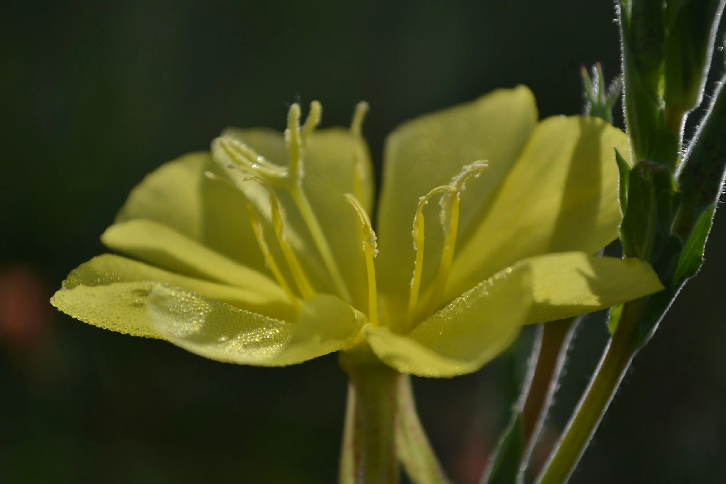 Close-up of a yellow flower with dew drops on its petals and stamens, on a dark background.