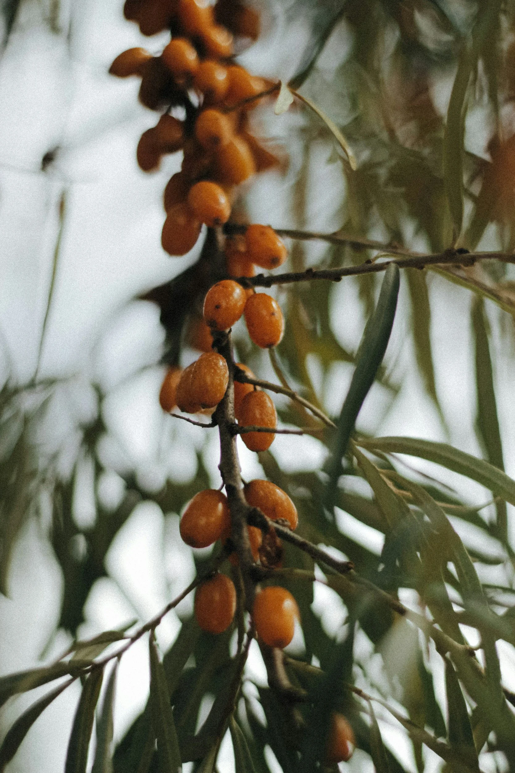 Close-up of yellow berries on a branch with green leaves in the background.