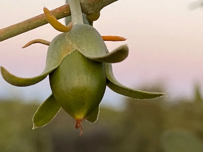 Close-up of a green seed pod hanging from a branch with sepals and small orange-tipped protrusions.