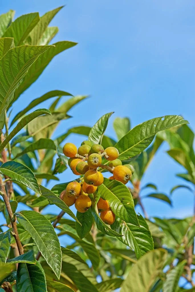 Cluster of small, round yellow and green coffee cherries on a coffee plant with green leaves, set against a blue sky.
