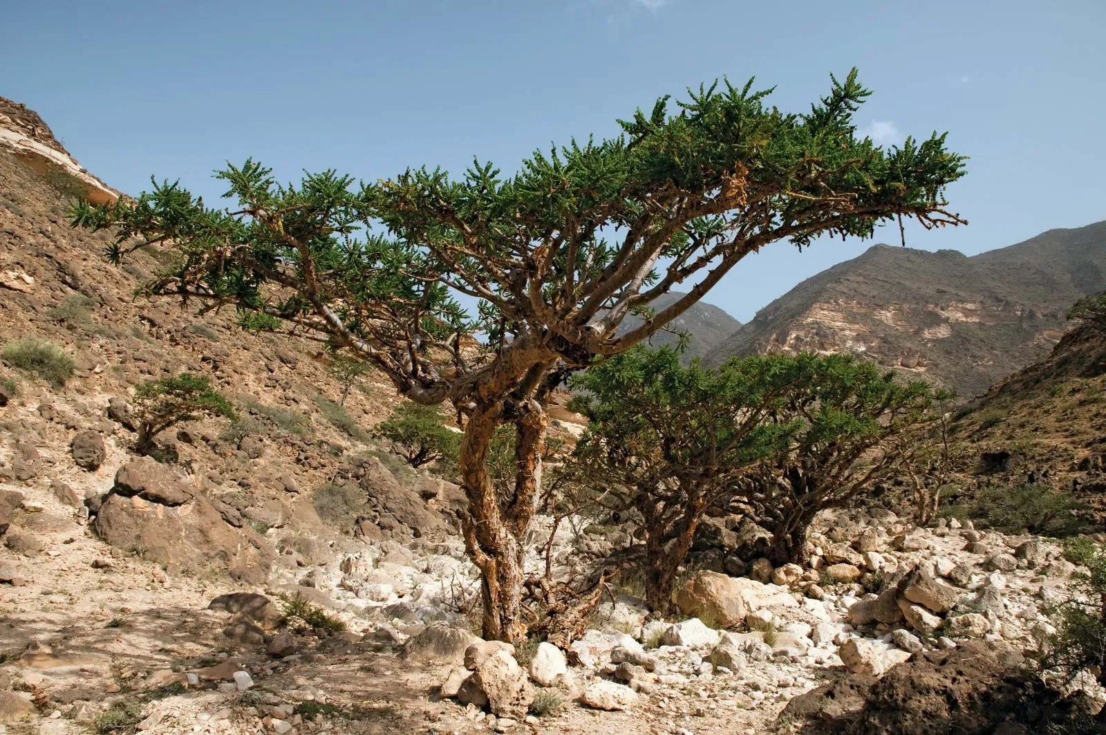 A tree on rocky, mountainous terrain with a clear sky in the background.