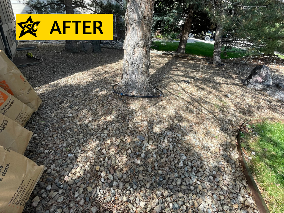 After davids pine needles.png