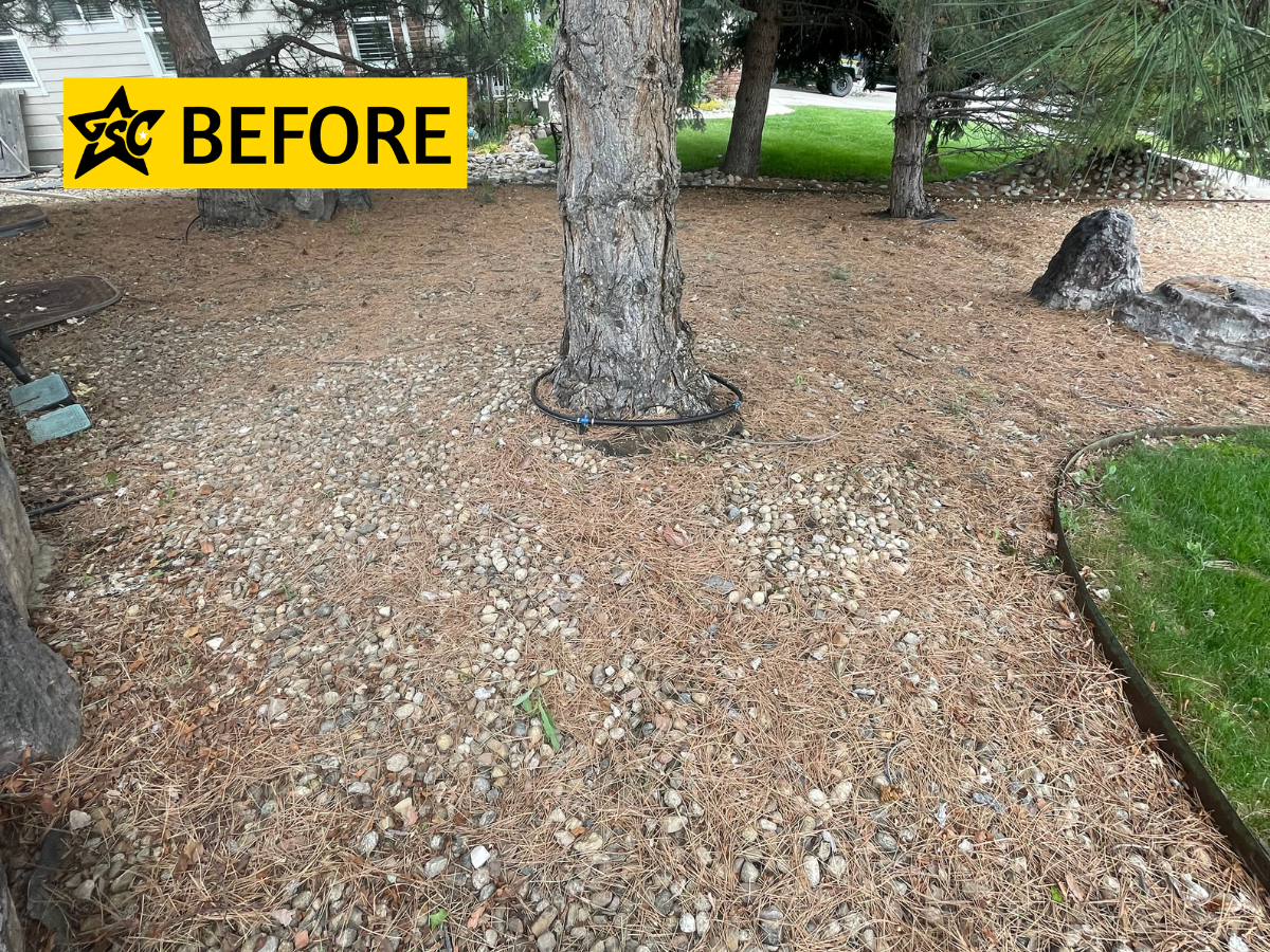 Before davids pine needles.png