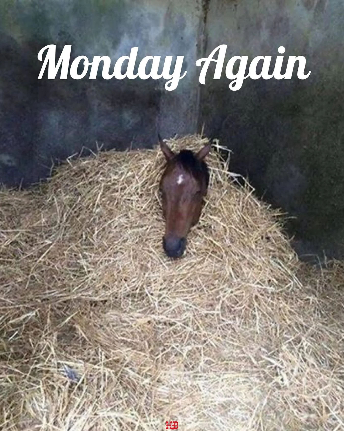 Get up and get after it! Happy Monday. 🐎
-
-
#horsegirl #cowgirl #barnlife #farming #horses