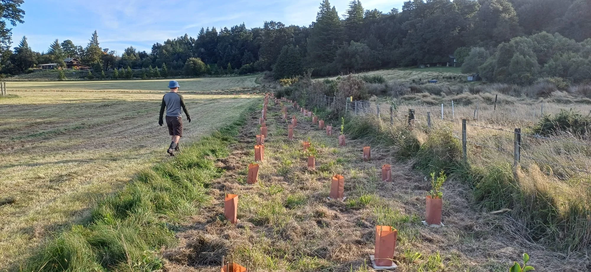 A person walking along a field with small plants in paper bags, bordered by fencing and trees, under a blue sky.