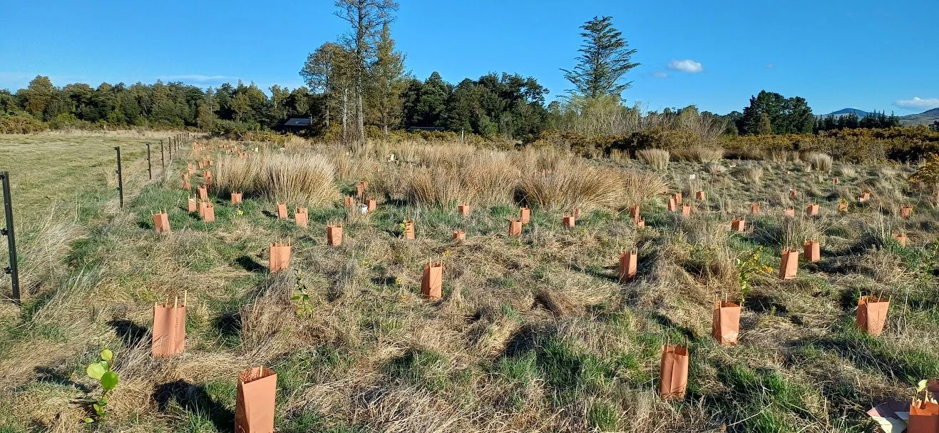 A field with young plants in paper pots, spaced evenly, during daytime with clear blue sky.