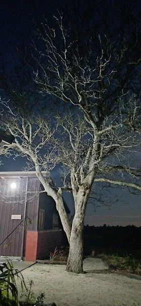 Walnut tree in Autumn at the entrance to Fantails Rest