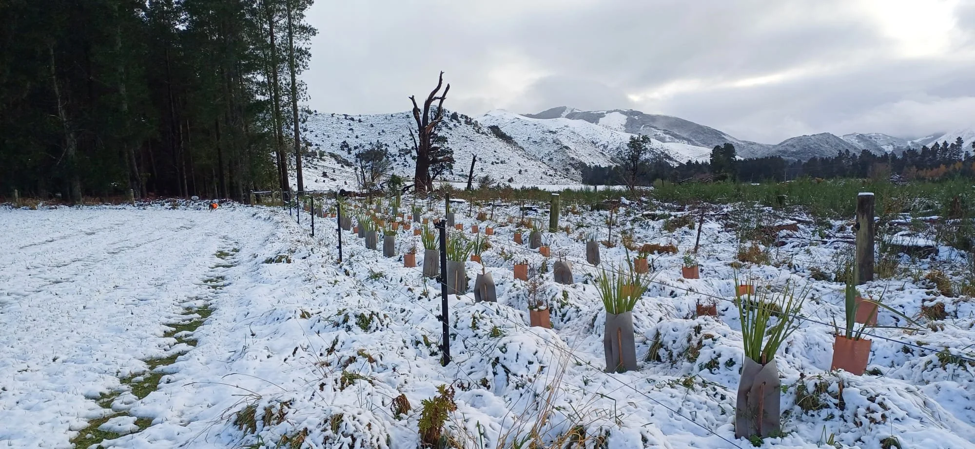 Snow-covered field with young plants in small pots, surrounded by a black wire fence. To the left, a path runs alongside a dense forest, with tall trees. In the background, snowy mountains under a cloudy sky.