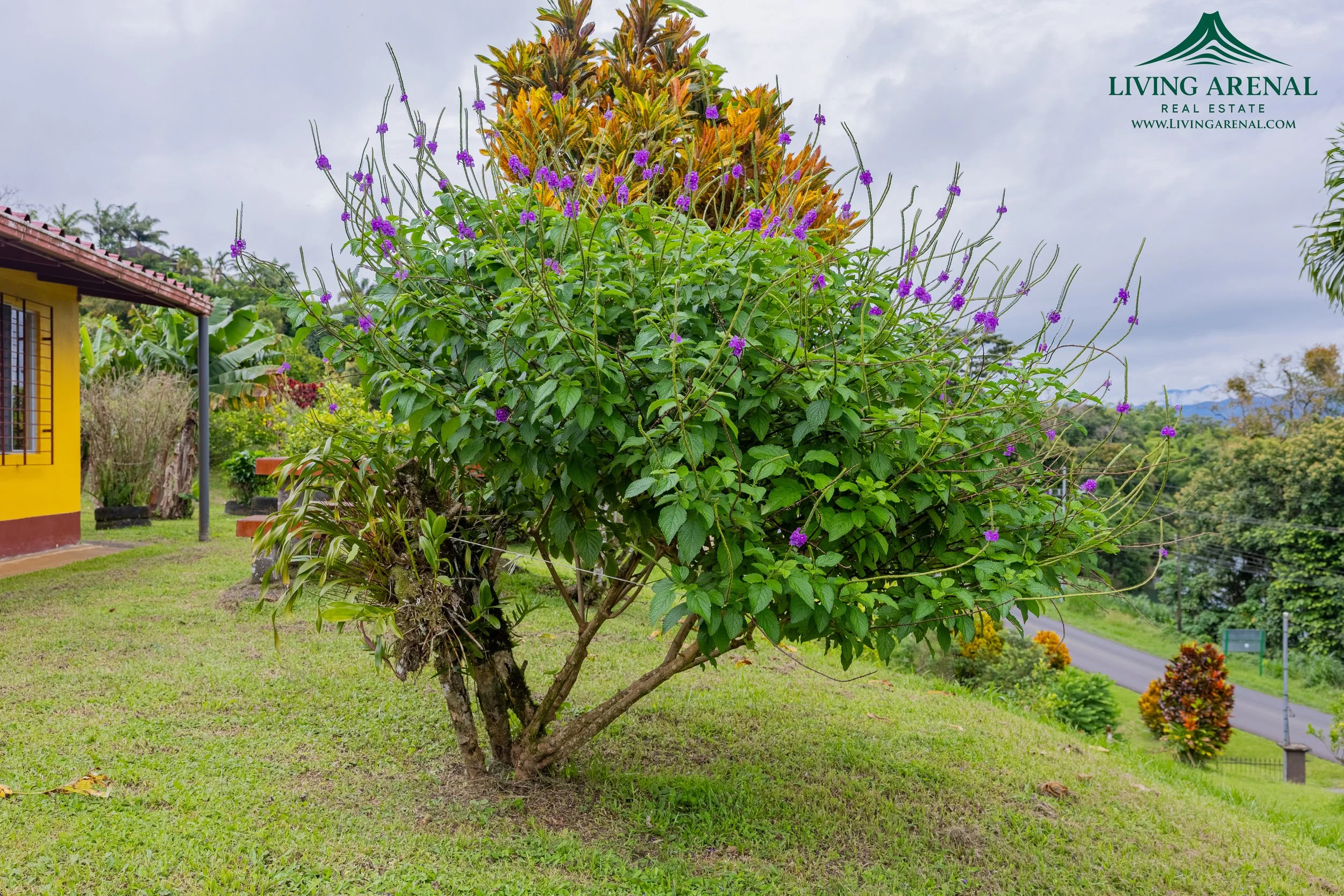 A lush green yard with a blooming flowering shrub that has purple flowers, beside a yellow house with red trim, and a roadway in the background, under a cloudy sky. The image includes a logo and website text in the top right corner.