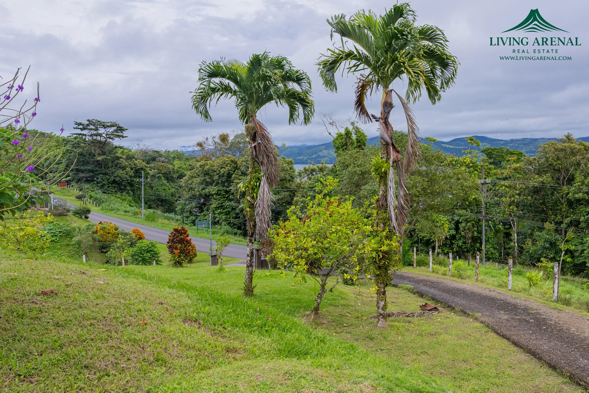 Lush green landscape with two tall palm trees, small trees, a winding driveway, and a distant view of mountains under a cloudy sky.
