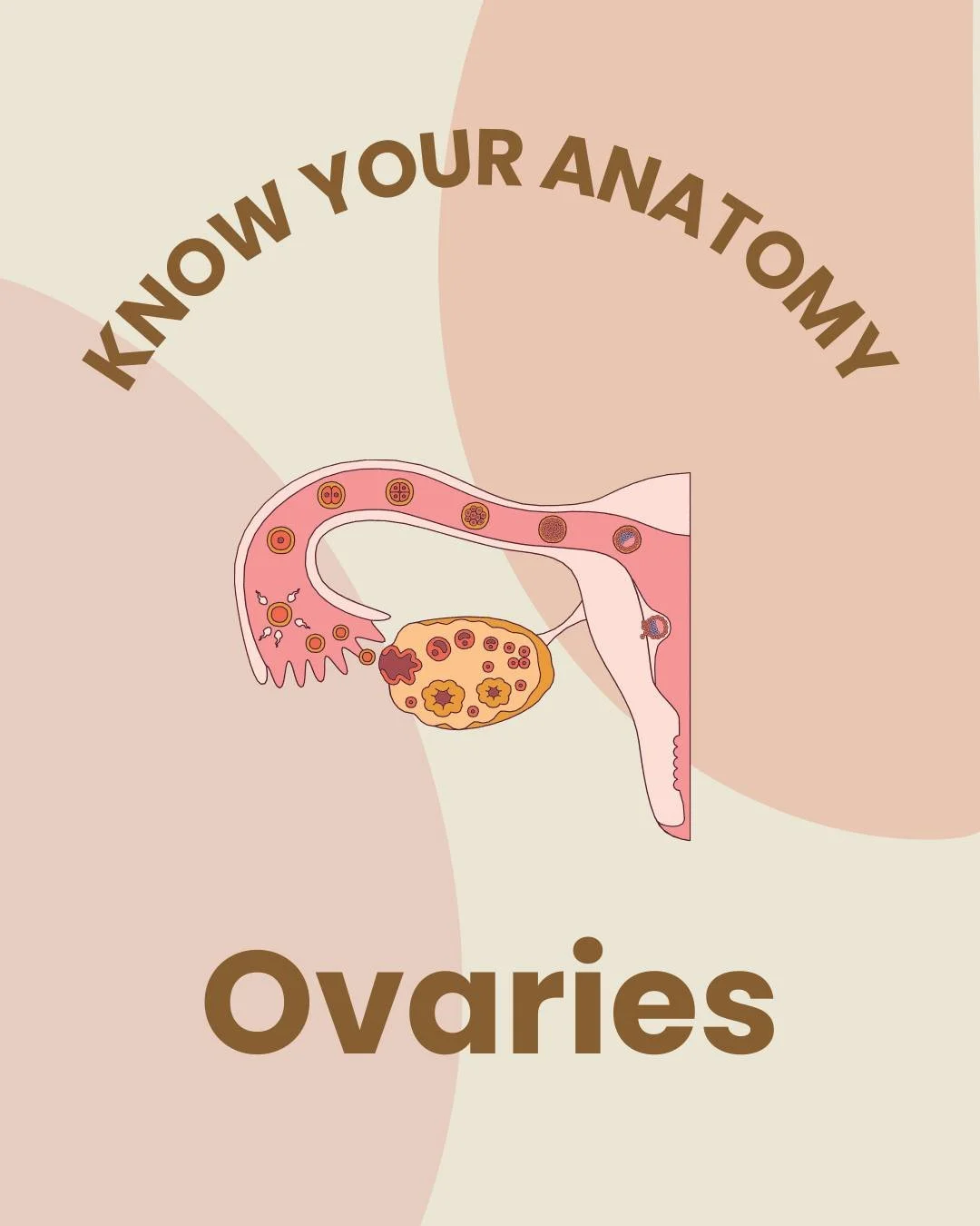 Know Your Anatomy - Ovaries 🔎 

Your ovaries are more than just &ldquo;reproductive organs&rdquo;, they&rsquo;re powerful hormone‑producing glands that influence everything from your cycle to your mood, energy, bones, and long‑term health.
Understan