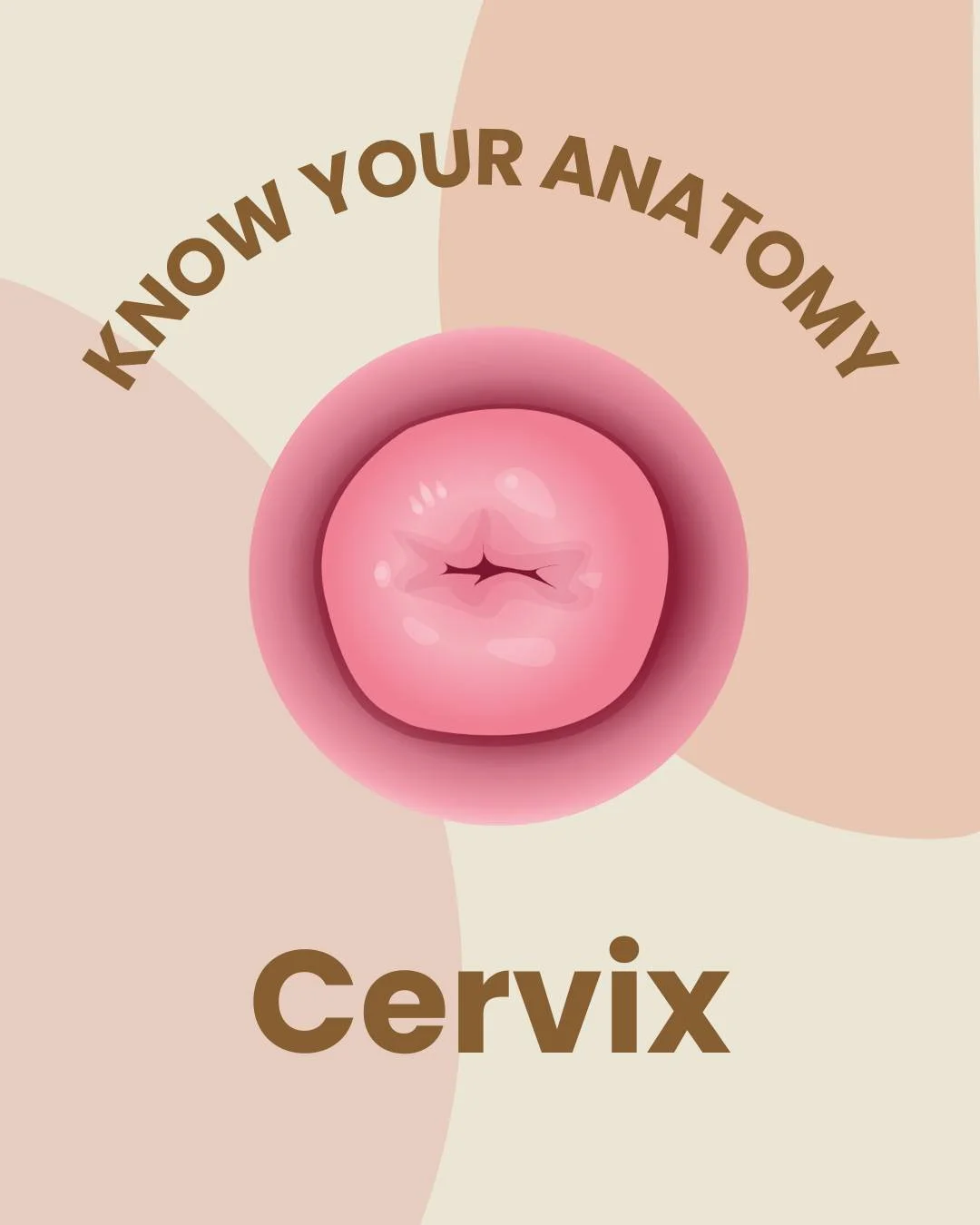 Know Your Anatomy &ndash; Cervix 🍩
The cervix is often overlooked, but it plays a powerful role in your health, protecting your uterus, guiding sperm at the right time in your cycle, and opening during childbirth when your body needs it most.
Knowle