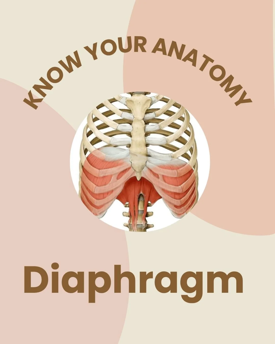✨ Know Your Anatomy: The Diaphragm ✨
Meet the unsung hero of your body &mdash; the diaphragm!
This dome‑shaped muscle isn&rsquo;t just your main driver for breathing&hellip; it&rsquo;s also a powerhouse for core stability. 🌬️💪
When your diaphragm i