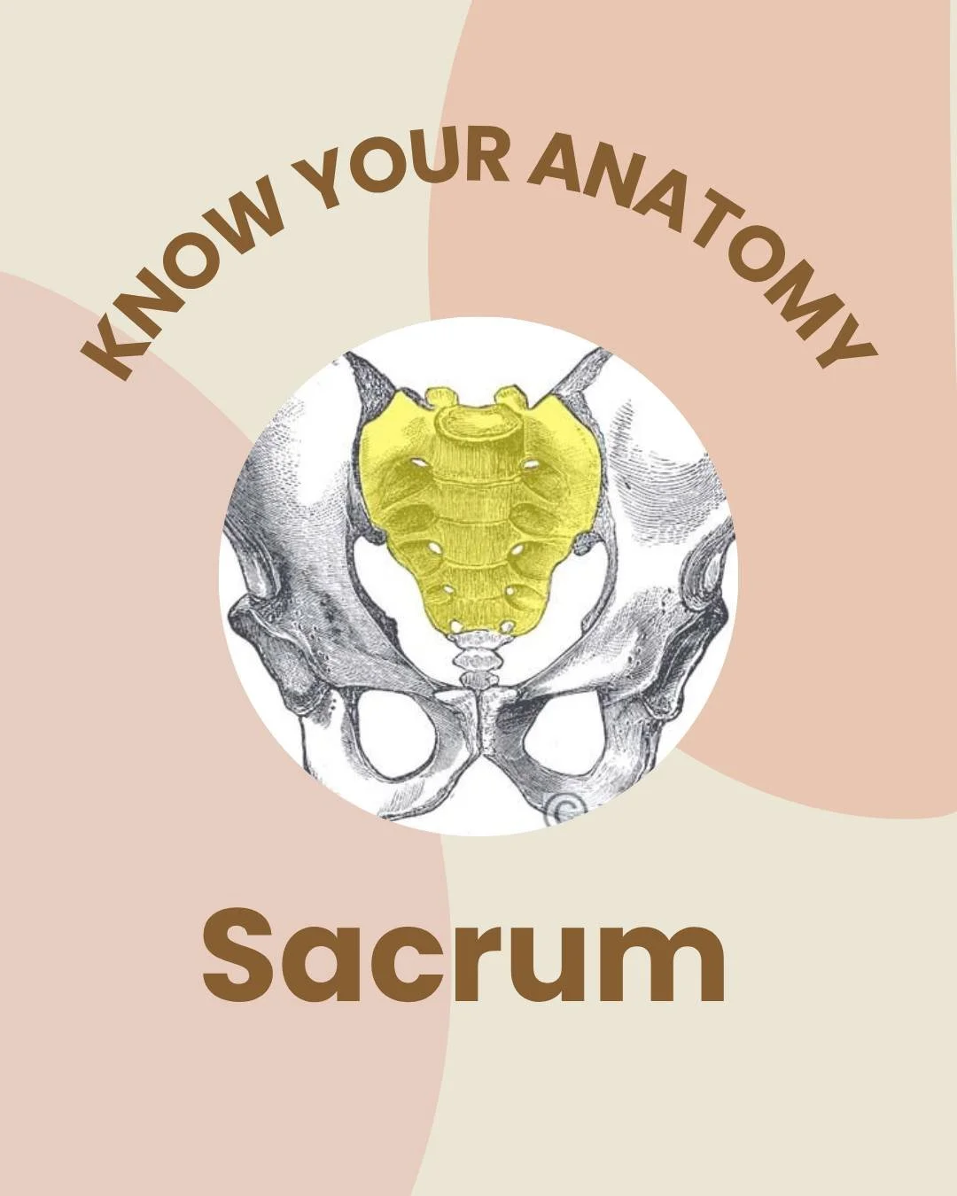 ✨ Know Your Anatomy: The Sacrum ✨
The sacrum is the keystone of the pelvis, connecting your spine to your pelvis and creating the foundation for stability and movement. When supported and stable, your whole body benefits 🤍