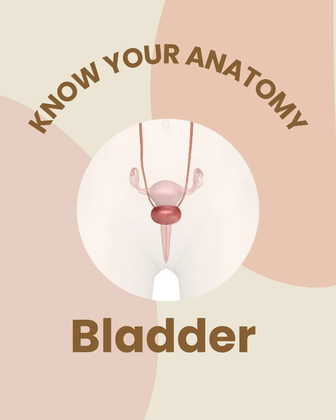 ✨ Know Your Anatomy ✨
Meet your bladder 💧
A powerful little organ that plays a big role in pelvic health. Let&rsquo;s break it down.