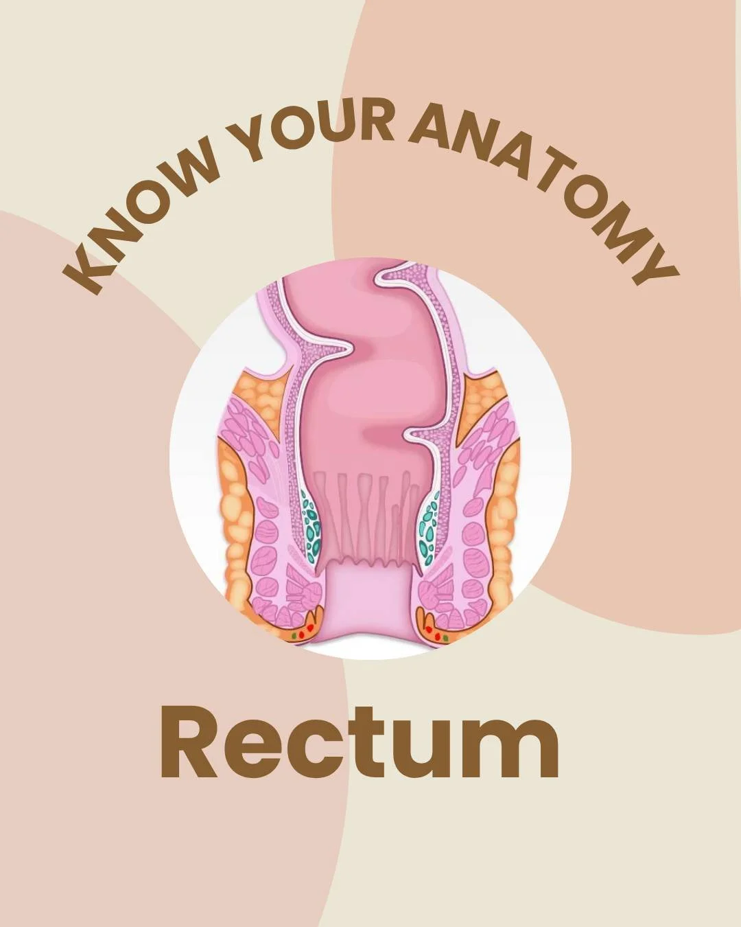 ✨ Know Your Anatomy: The Rectum ✨

Often overlooked, but essential for pelvic floor function 💪
The rectum plays a key role in storage, sensation, and continence, working closely with the pelvic floor muscles to support healthy bowel control.
Swipe t