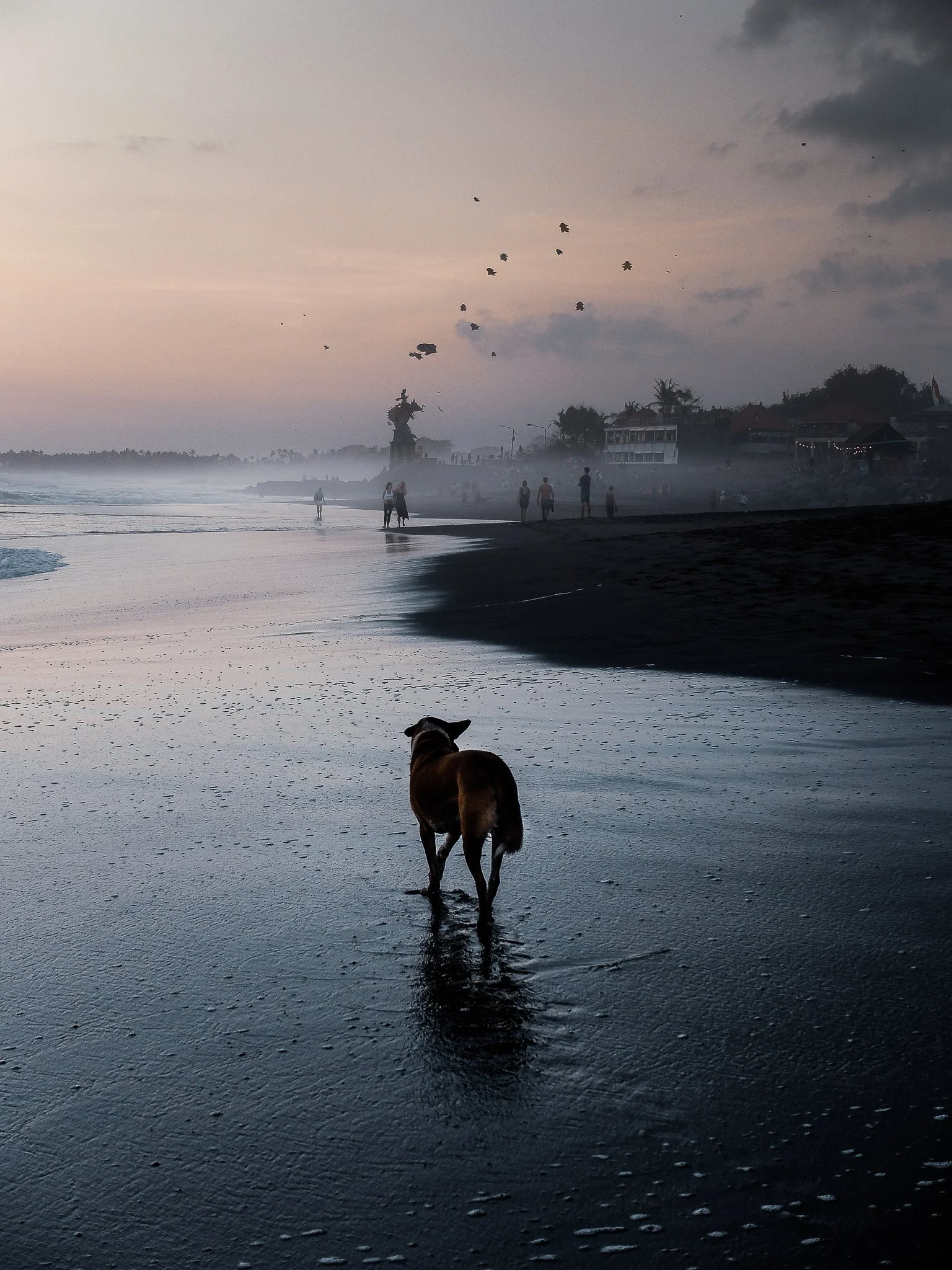 Dog beach echo.jpg
