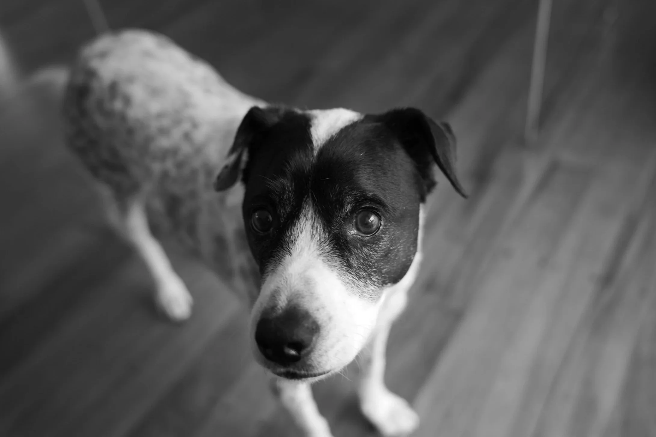 Black and white photo of a dog's face, with a white stripe down the middle of its snout, looking up at the camera.