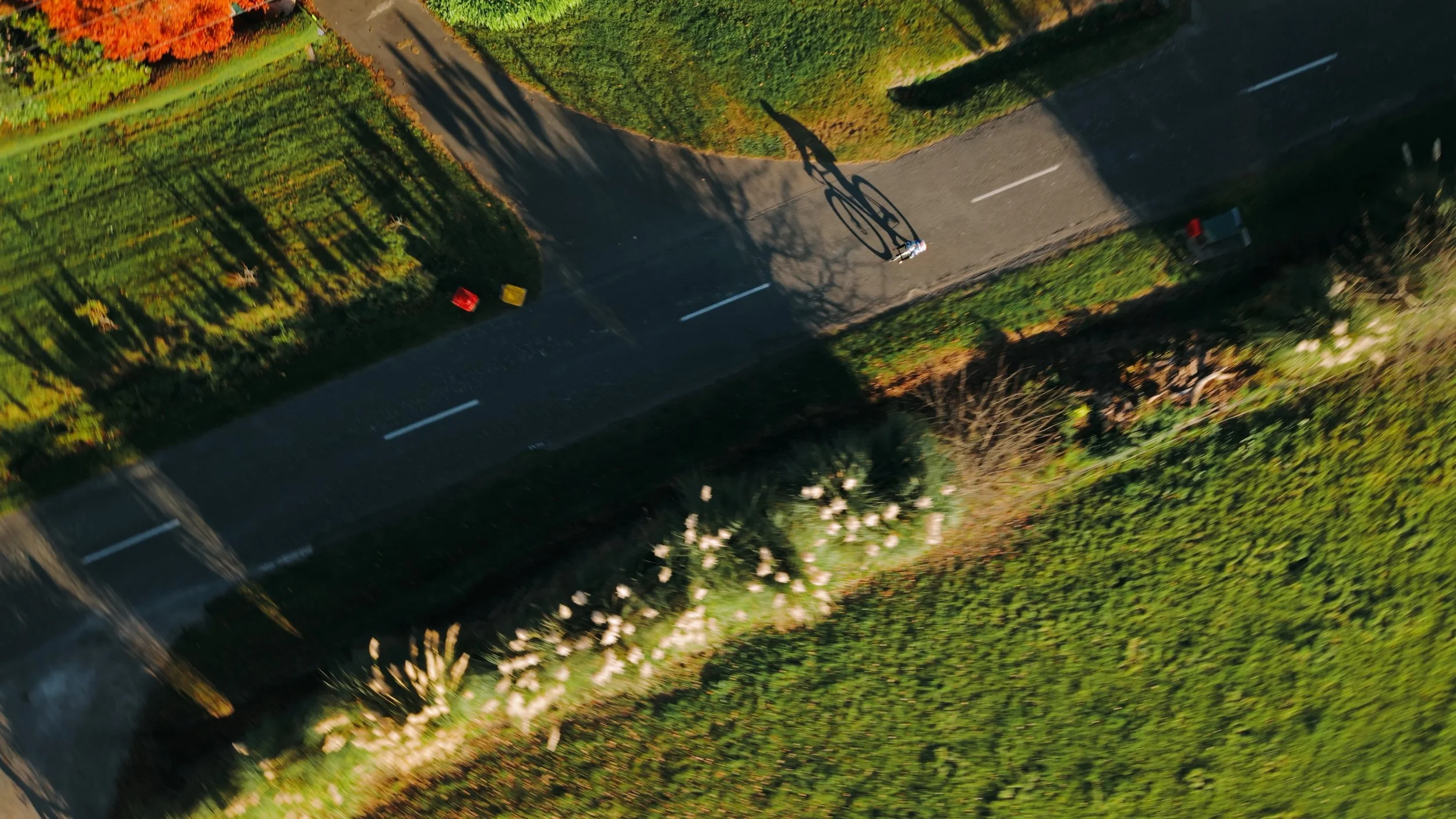 An aerial view of a person riding a bicycle on a paved road surrounded by greenery and flowering bushes, with shadows cast by trees.