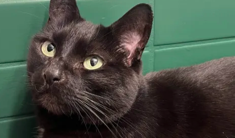 Schrödinger's Dead Best Friend