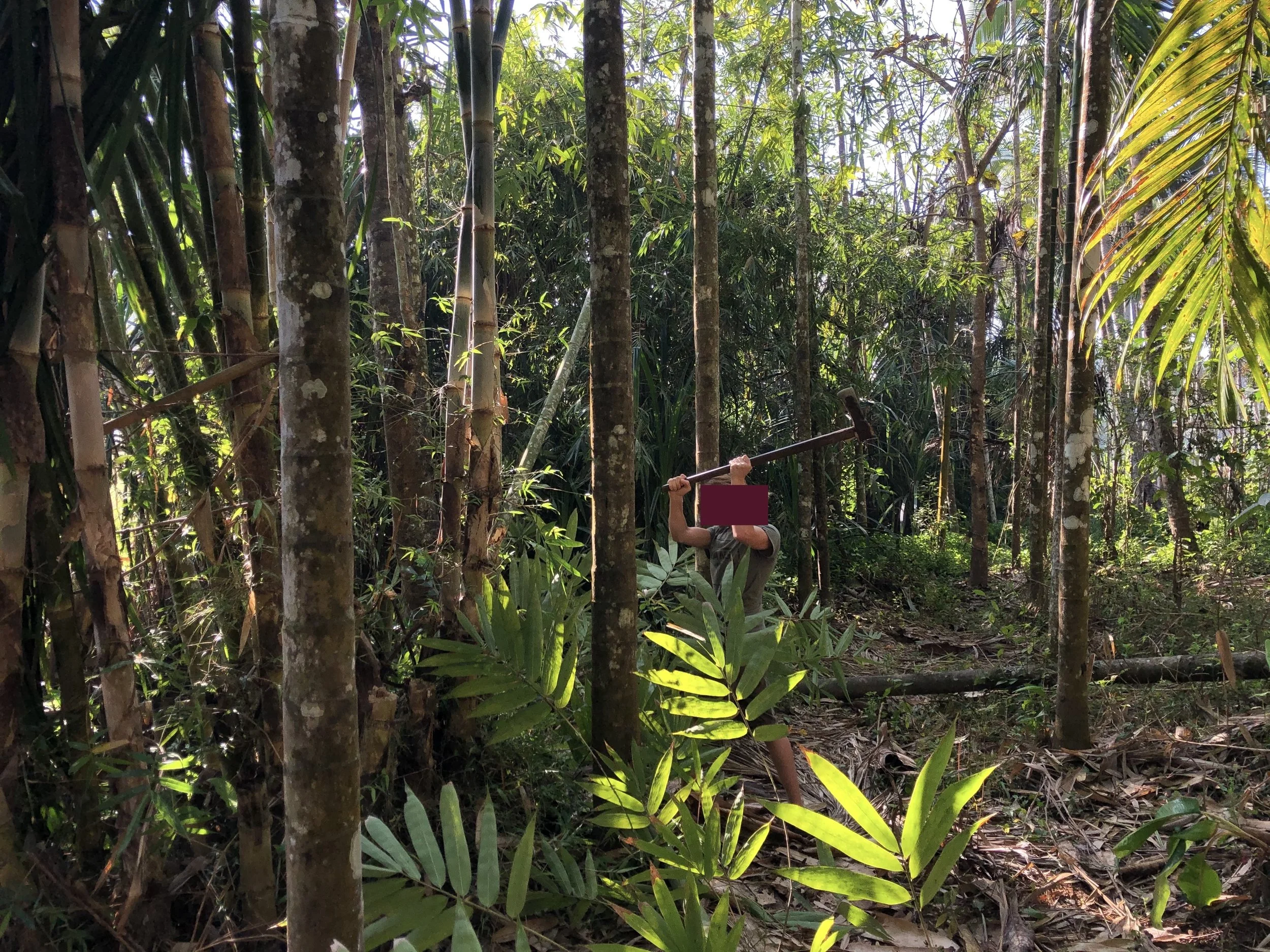 Bamboo harvesting, Kerala, India