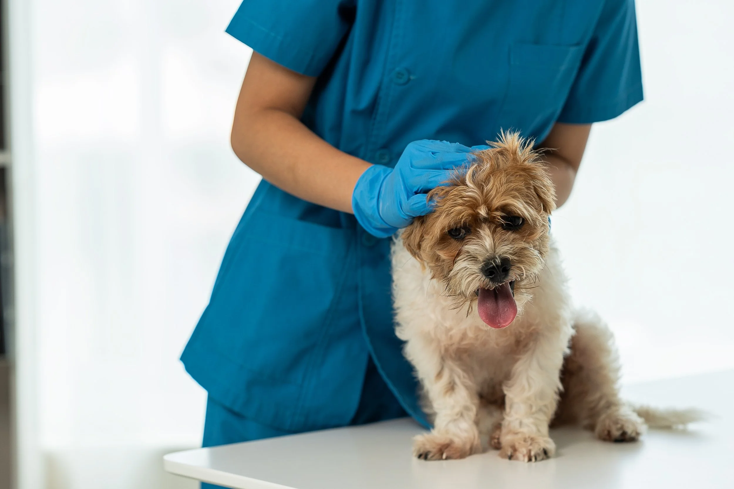 Ce sunt aristele și de ce pot deveni o urgență pentru animalele de companie