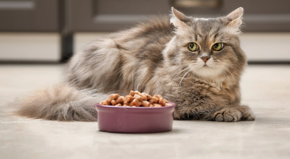 Influența alimentației asupra sănătății rinichilor la animale