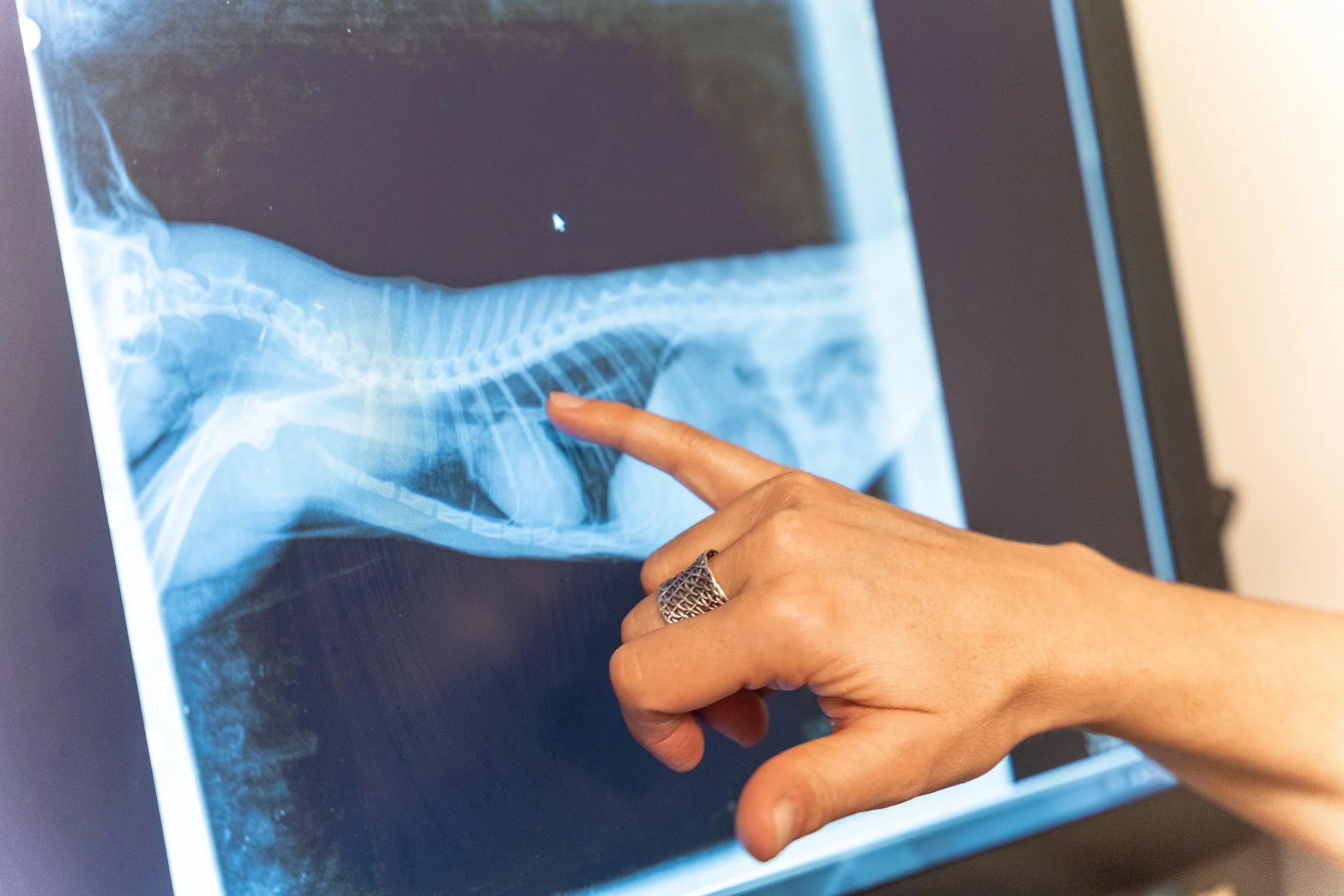 Radiografie veterinară: ce este, când se recomandă și de ce este esențială pentru un diagnostic corect