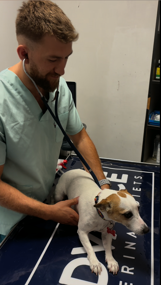 De ce vizitele regulate la medicul veterinar pot prelungi viața animăluțului tău (și ce riști dacă le amâni)