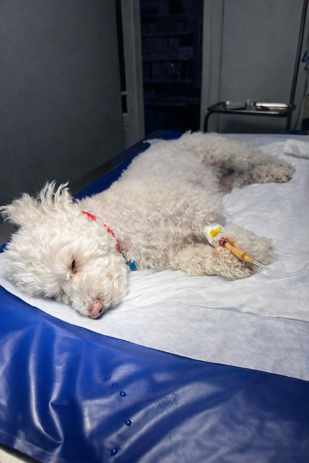 Mituri despre anestezia pentru proceduri dentare veterinare