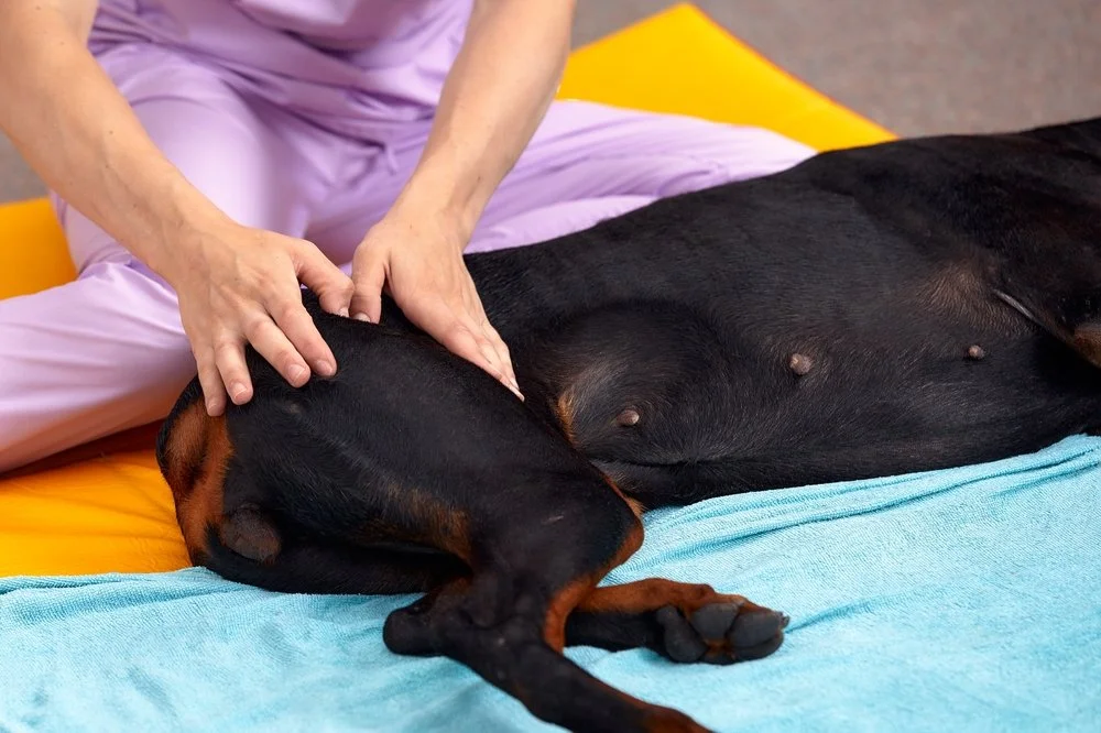 Probleme de mers, articulații sau coloană? Când trebuie să mergi la medic pentru un consult ortopedic veterinar