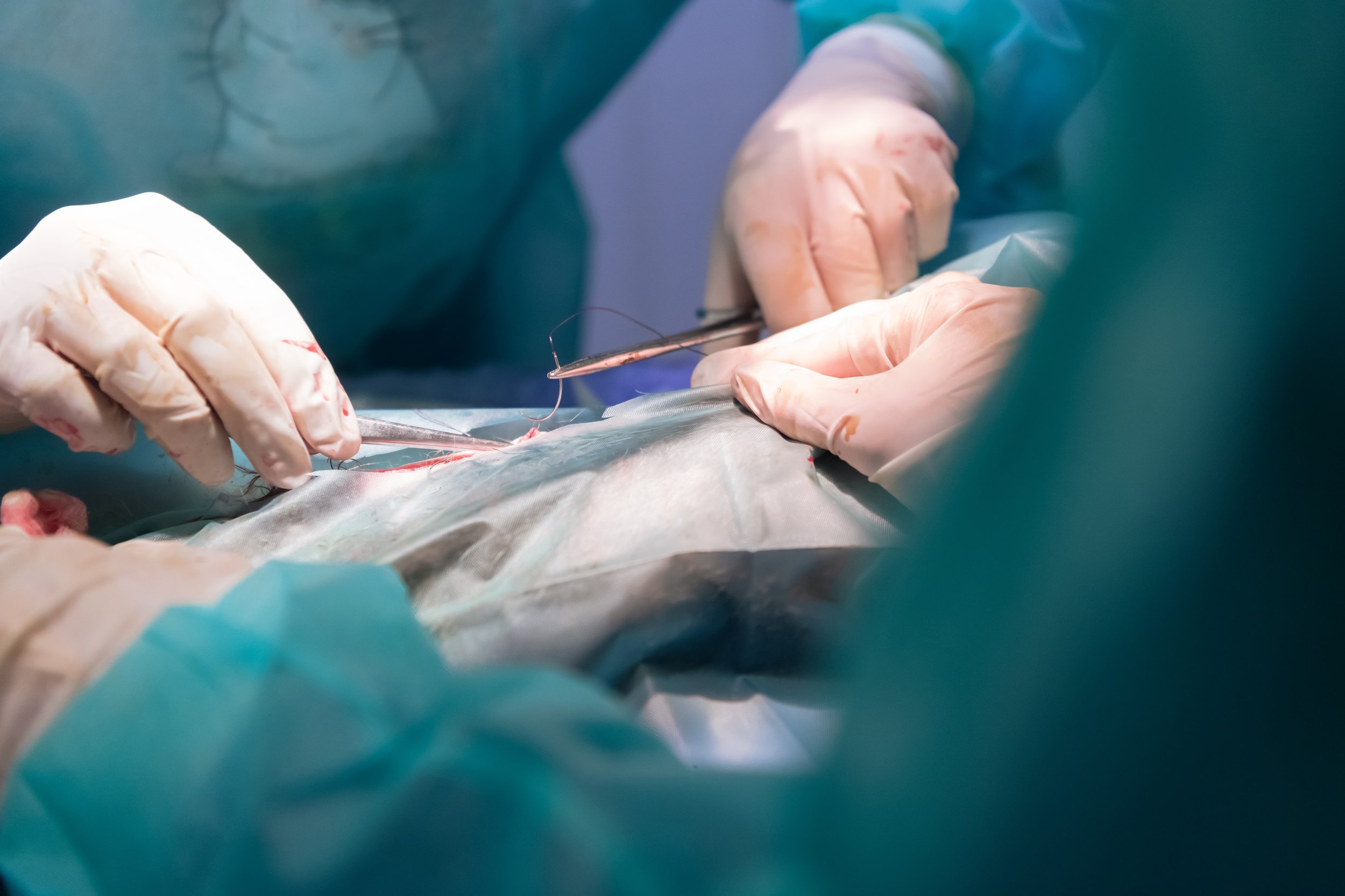 Pietrele urinare la câini și pisici: când este recomandată operația? | Ghid complet veterinar